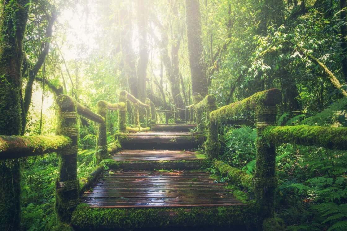 Forest